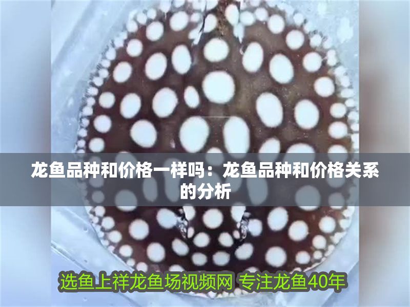 龍魚品種和價格一樣嗎：龍魚品種和價格關系的分析