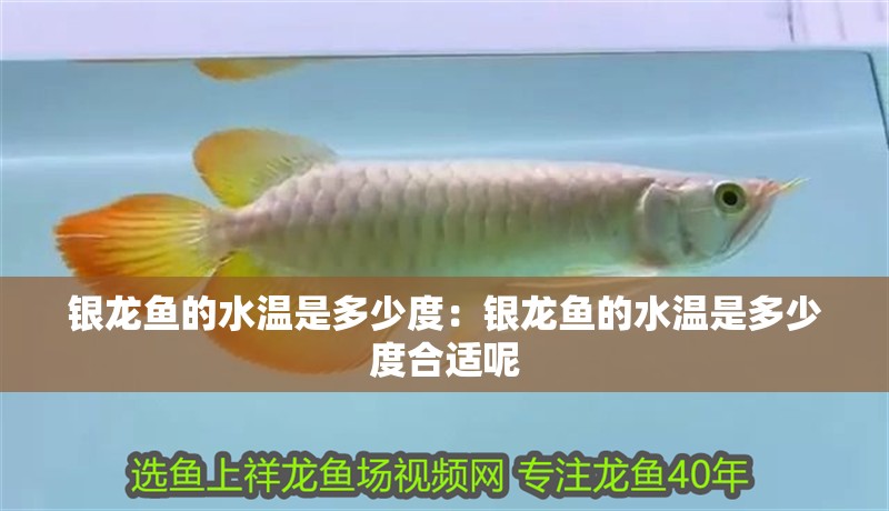 銀龍魚的水溫是多少度：銀龍魚的水溫是多少度合適呢