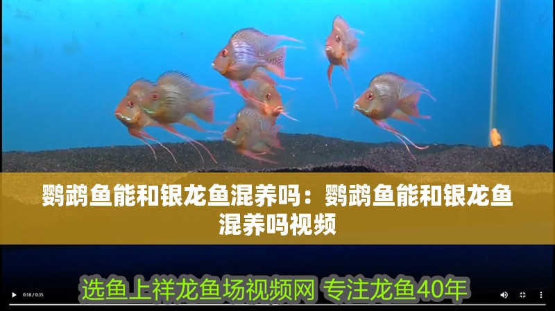 鸚鵡魚能和銀龍魚混養嗎：鸚鵡魚能和銀龍魚混養嗎視頻