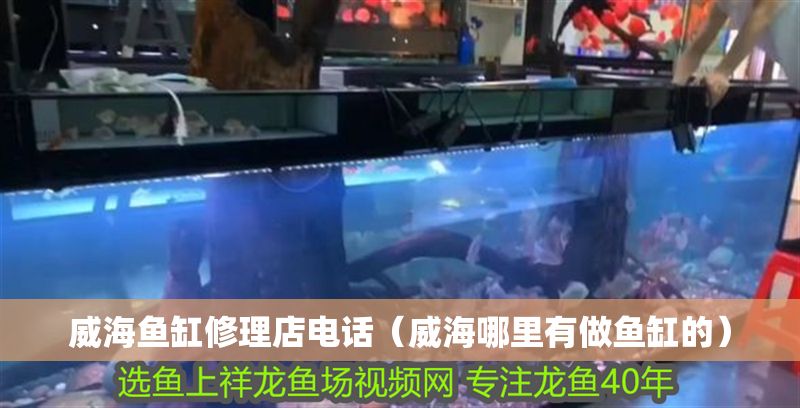 威海魚缸修理店電話（威海哪里有做魚缸的）
