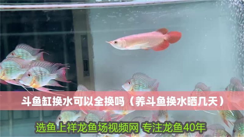 斗魚缸換水可以全換嗎（養斗魚換水曬幾天）