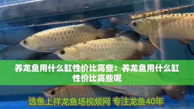養龍魚用什么缸性價比高些：養龍魚用什么缸性價比高些呢