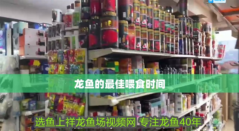 龍魚(yú)的最佳喂食時(shí)間