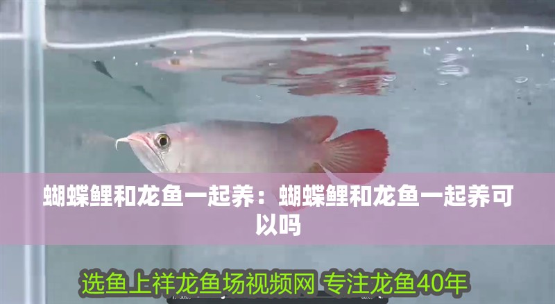 蝴蝶鯉和龍魚一起養(yǎng)：蝴蝶鯉和龍魚一起養(yǎng)可以嗎