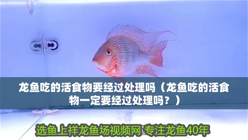 龍魚吃的活食物要經(jīng)過處理嗎（龍魚吃的活食物一定要經(jīng)過處理嗎？）