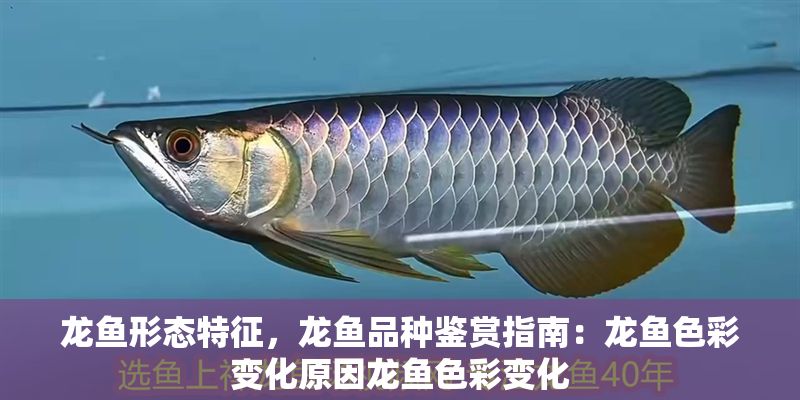 龍魚形態特征，龍魚品種鑒賞指南：龍魚色彩變化原因龍魚色彩變化