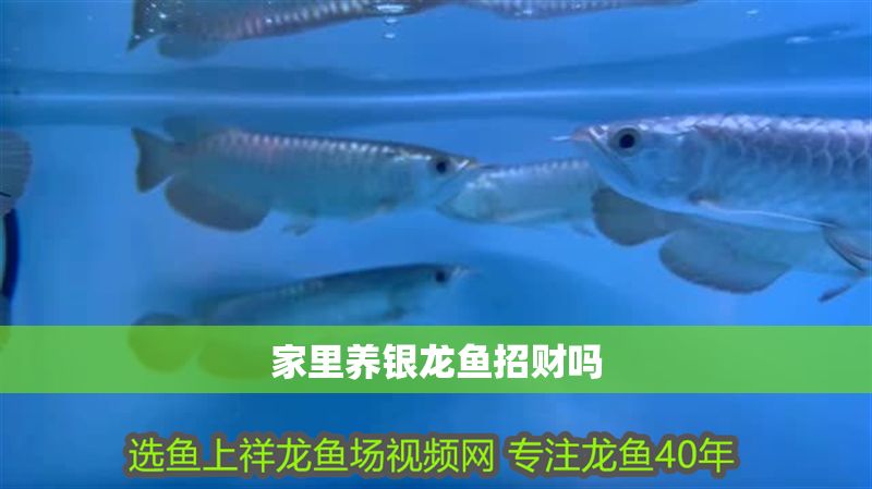 家里養(yǎng)銀龍魚招財(cái)嗎