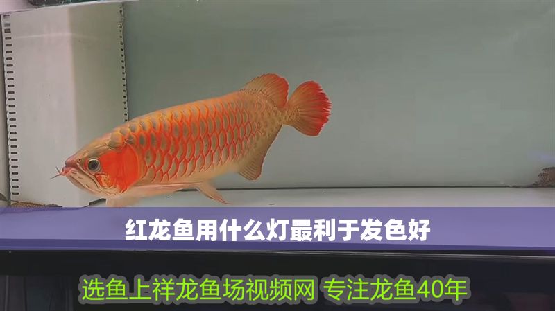 紅龍魚用什么燈最利于發(fā)色好