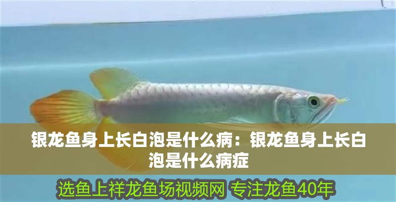 銀龍魚身上長白泡是什么病：銀龍魚身上長白泡是什么病癥