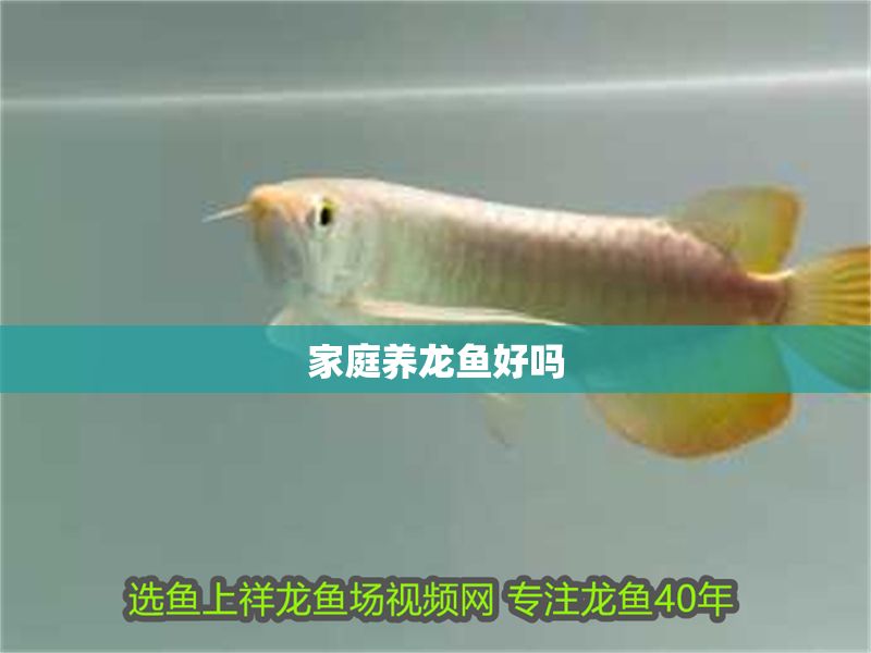 家庭養龍魚好嗎