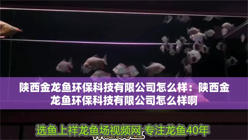 陜西金龍魚環保科技有限公司怎么樣：陜西金龍魚環保科技有限公司怎么樣啊