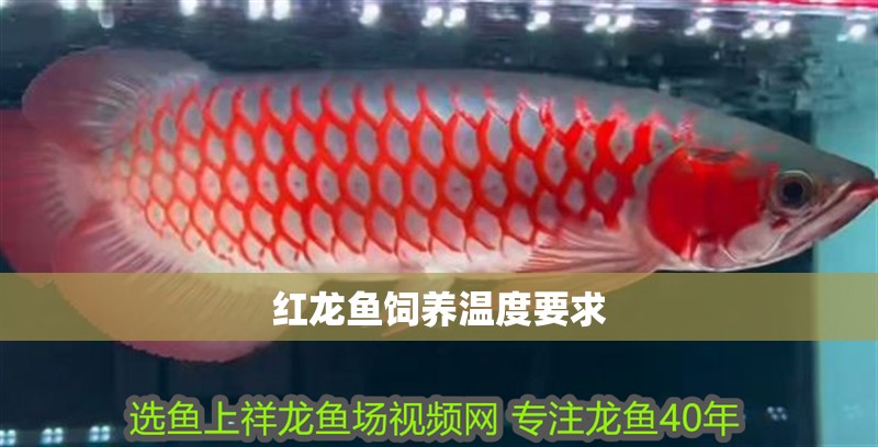 紅龍魚飼養(yǎng)溫度要求