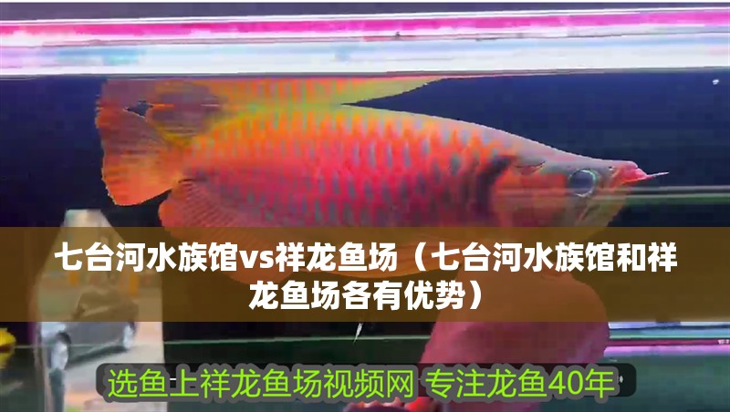 七臺河水族館vs祥龍魚場（七臺河水族館和祥龍魚場各有優勢）
