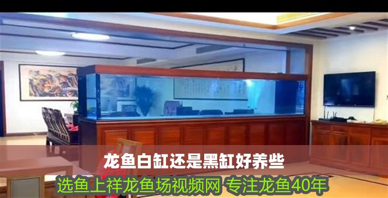 龍魚白缸還是黑缸好養些