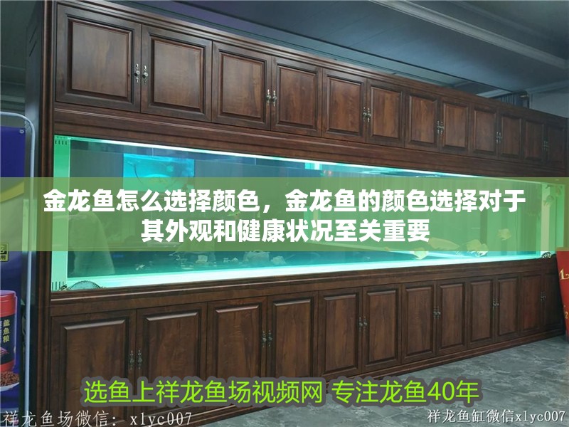 金龍魚怎么選擇顏色，金龍魚的顏色選擇對于其外觀和健康狀況至關重要
