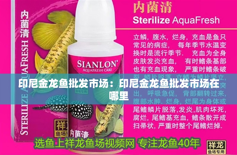 印尼金龍魚批發市場：印尼金龍魚批發市場在哪里