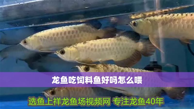 龍魚吃飼料魚好嗎怎么喂