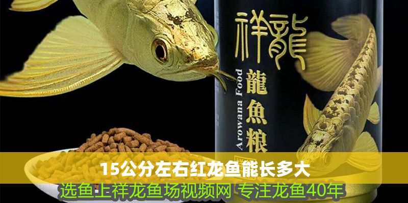 15公分左右紅龍魚(yú)能長(zhǎng)多大