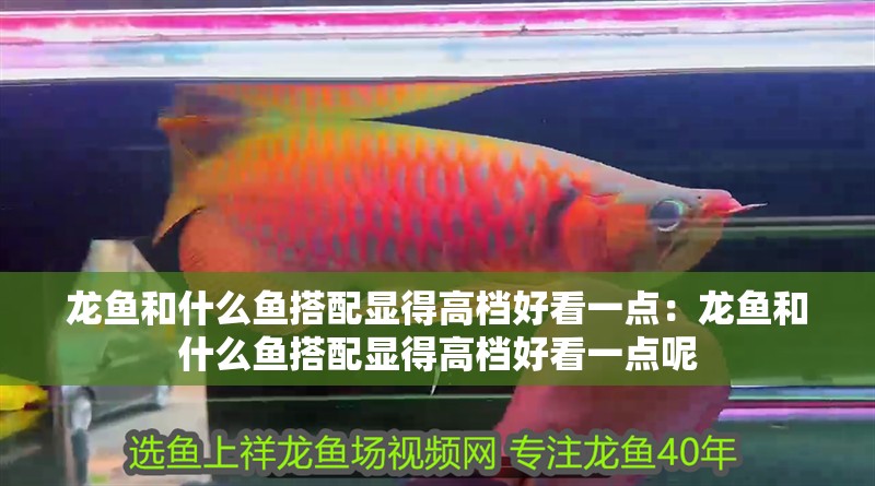 龍魚和什么魚搭配顯得高檔好看一點：龍魚和什么魚搭配顯得高檔好看一點呢