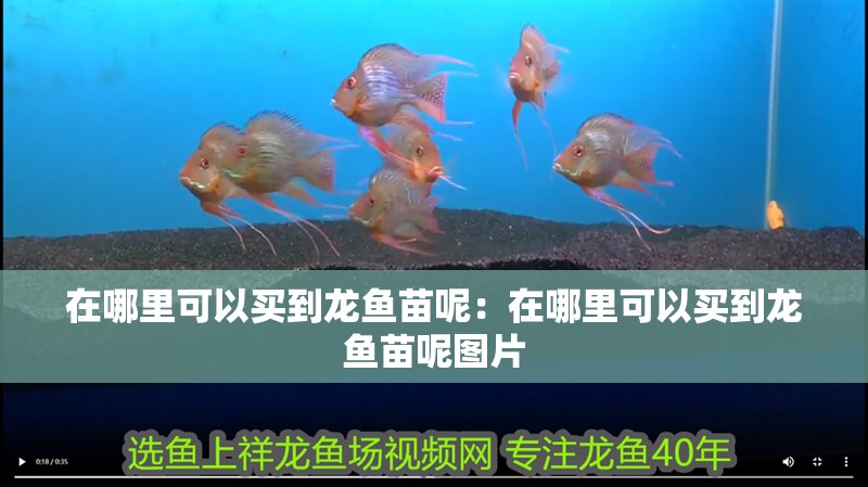 在哪里可以買到龍魚苗呢：在哪里可以買到龍魚苗呢圖片