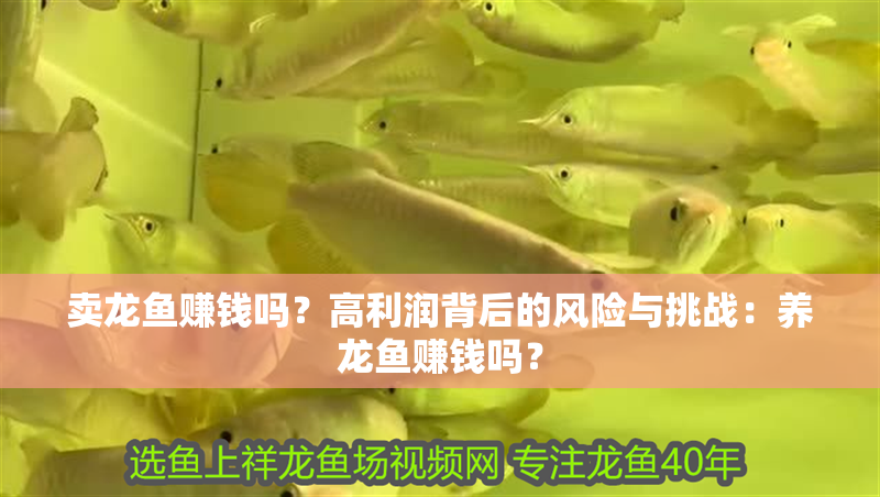 賣龍魚賺錢嗎？高利潤背后的風險與挑戰：養龍魚賺錢嗎？