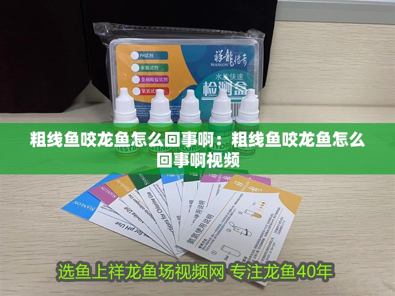 粗線魚咬龍魚怎么回事啊：粗線魚咬龍魚怎么回事啊視頻