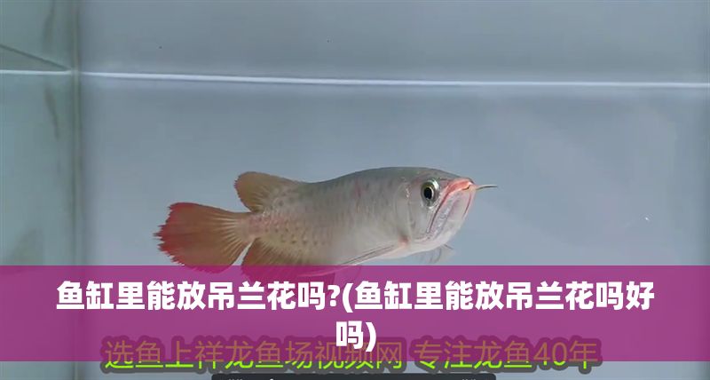 魚缸里能放吊蘭花嗎?(魚缸里能放吊蘭花嗎好嗎)