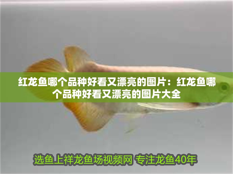 紅龍魚哪個品種好看又漂亮的圖片：紅龍魚哪個品種好看又漂亮的圖片大全