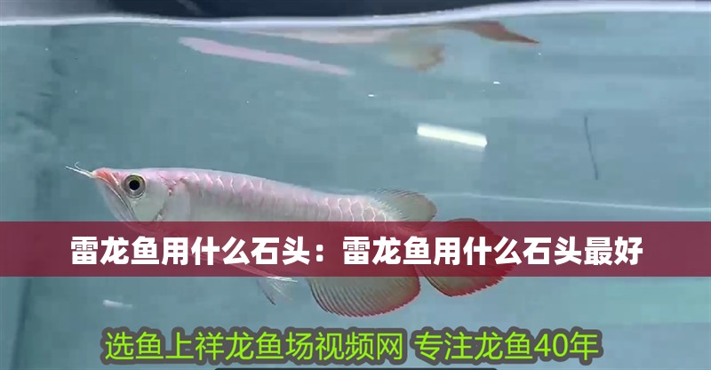 雷龍魚用什么石頭：雷龍魚用什么石頭最好