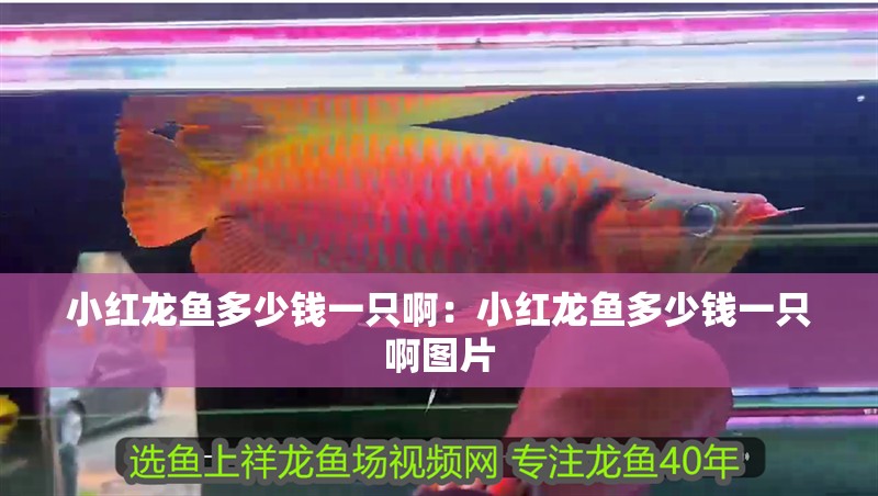 小紅龍魚多少錢一只啊：小紅龍魚多少錢一只啊圖片