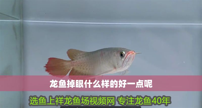 龍魚掉眼什么樣的好一點(diǎn)呢