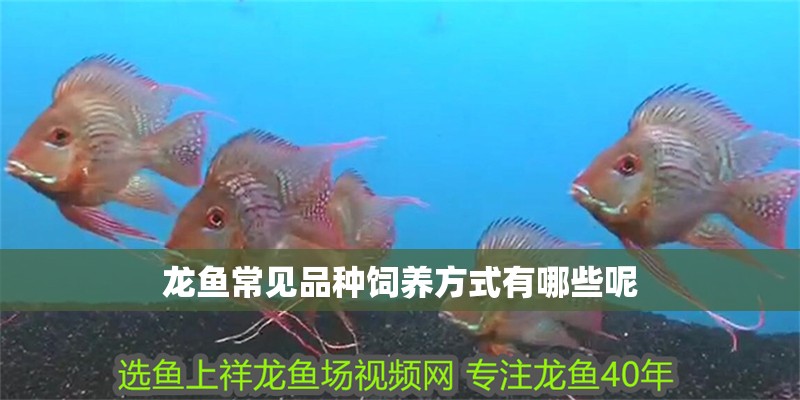 龍魚常見品種飼養方式有哪些呢