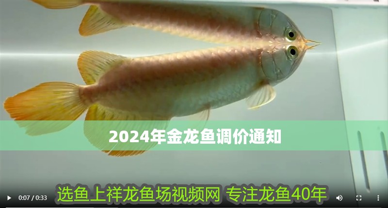 2024年金龍魚調(diào)價(jià)通知