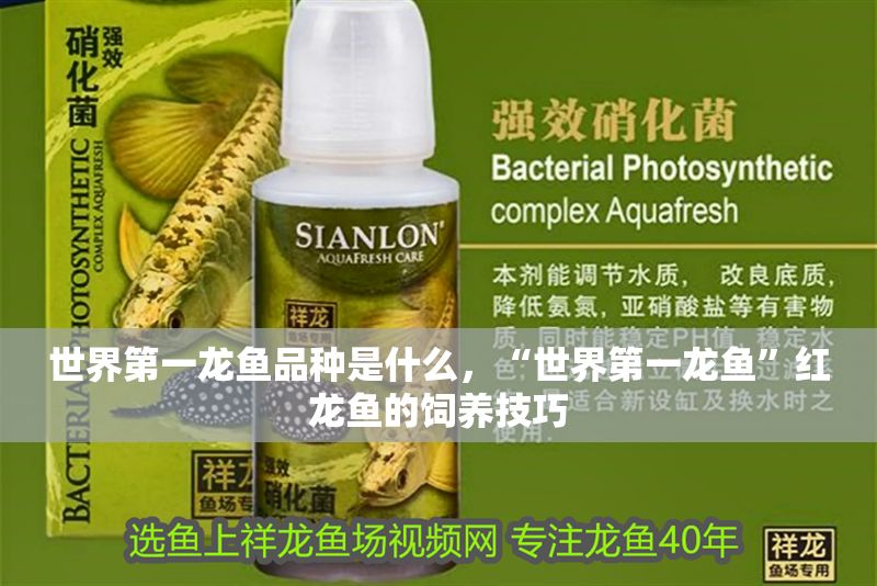 世界第一龍魚品種是什么，“世界第一龍魚”紅龍魚的飼養(yǎng)技巧