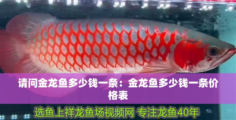 請問金龍魚多少錢一條：金龍魚多少錢一條價格表