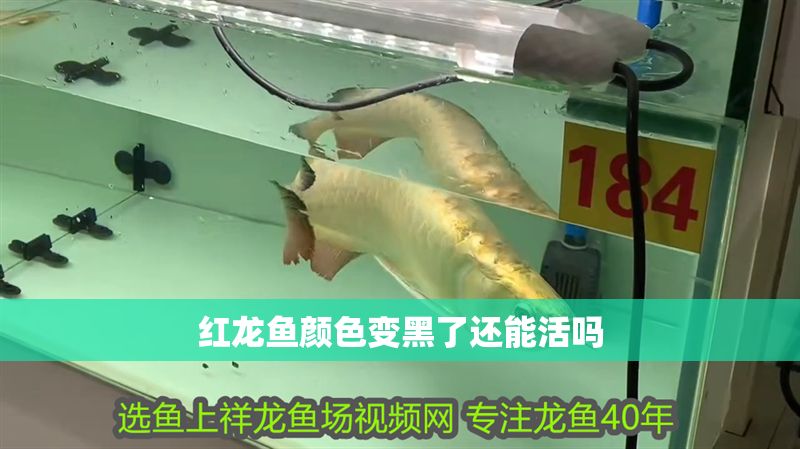 紅龍魚顏色變黑了還能活嗎
