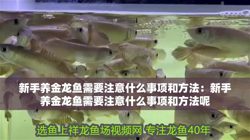 新手養金龍魚需要注意什么事項和方法：新手養金龍魚需要注意什么事項和方法呢