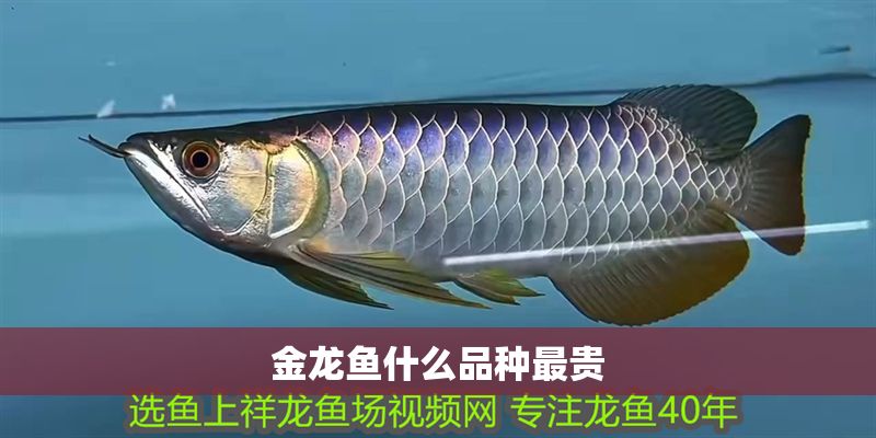 金龍魚什么品種最貴