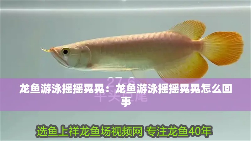 龍魚游泳搖搖晃晃：龍魚游泳搖搖晃晃怎么回事