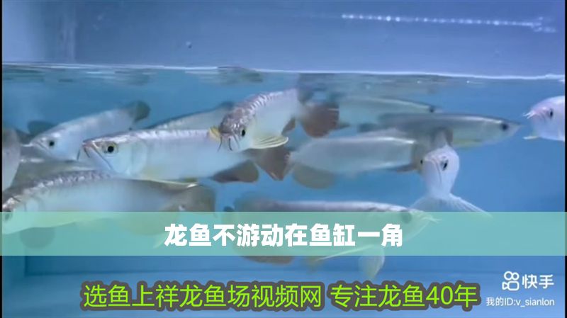 龍魚不游動在魚缸一角
