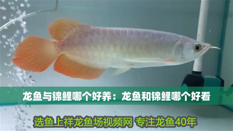 龍魚與錦鯉哪個好養：龍魚和錦鯉哪個好看