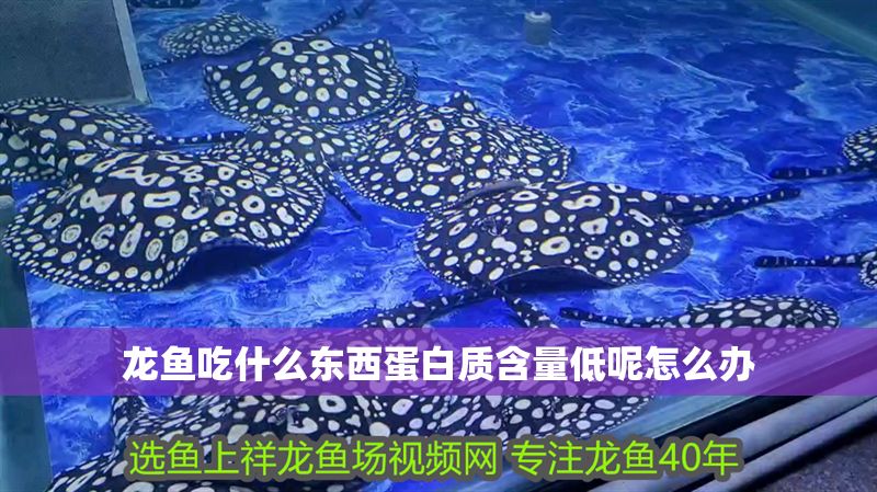 龍魚吃什么東西蛋白質含量低呢怎么辦