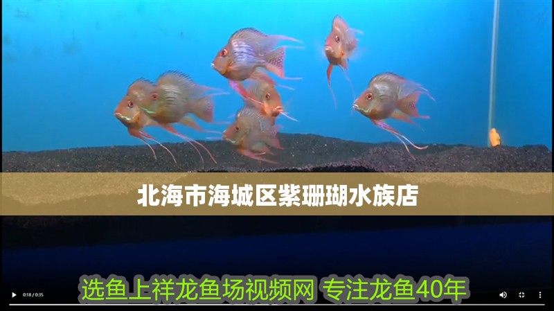 北海市海城區(qū)紫珊瑚水族店