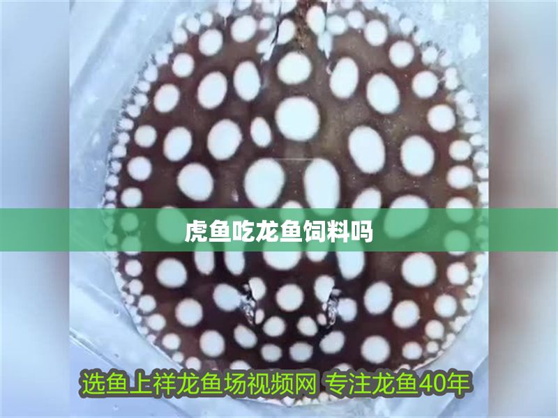 虎魚吃龍魚飼料嗎