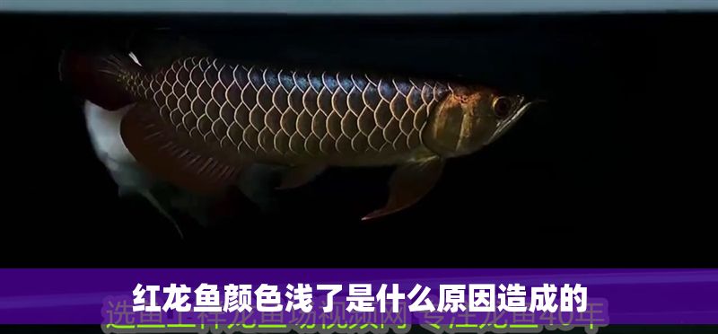 紅龍魚顏色淺了是什么原因造成的
