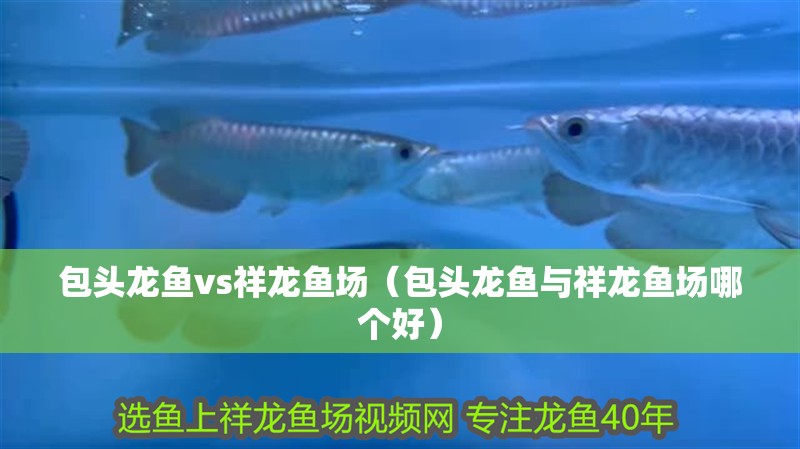 包頭龍魚vs祥龍魚場(包頭龍魚與祥龍魚場哪個好) 全國水族館企業名錄 第1張 包頭龍魚vs祥龍魚場(包頭龍魚與祥龍魚場哪個好) 包頭龍魚vs祥龍魚場(包頭龍魚與祥龍魚場哪個好) 全國水族館企業名錄 第1張
