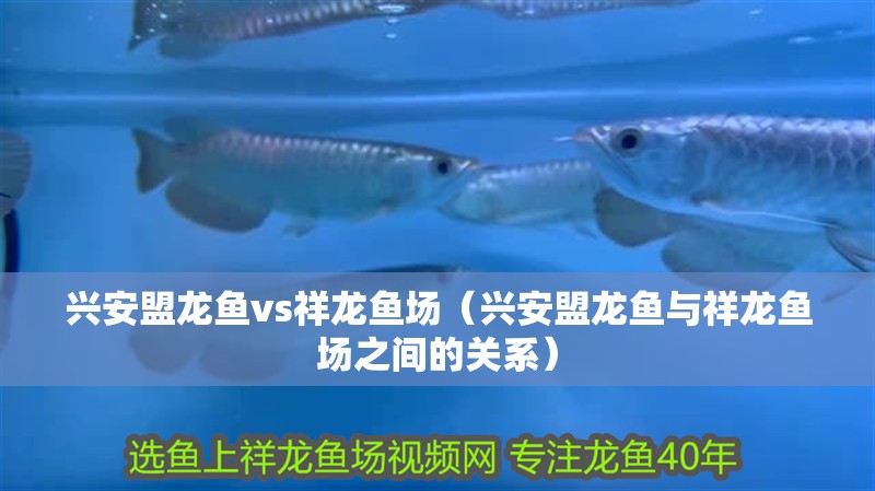 興安盟龍魚vs祥龍魚場（興安盟龍魚與祥龍魚場之間的關系）