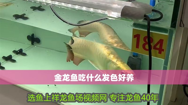 金龍魚吃什么發(fā)色好養(yǎng)