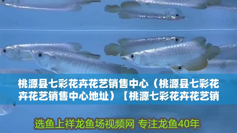 魚缸過濾器選購指南:自制魚缸過濾器魚缸上置過濾器對于養魚愛好者的必備知識 桃源縣七彩花卉花藝銷售中心(桃源縣七彩花卉花藝銷售中心地址)【桃源七彩花卉花藝銷售中心】 全國水族館企業名錄 桃源縣七彩花卉花藝銷售中心(桃源縣七彩花卉花藝銷售中心地址)【桃源七彩花卉花藝銷售中心】 桃源縣七彩花卉花藝銷售中心(桃源縣七彩花卉花藝銷售中心地址)【桃源七彩花卉花藝銷售中心】 全國水族館企業名錄