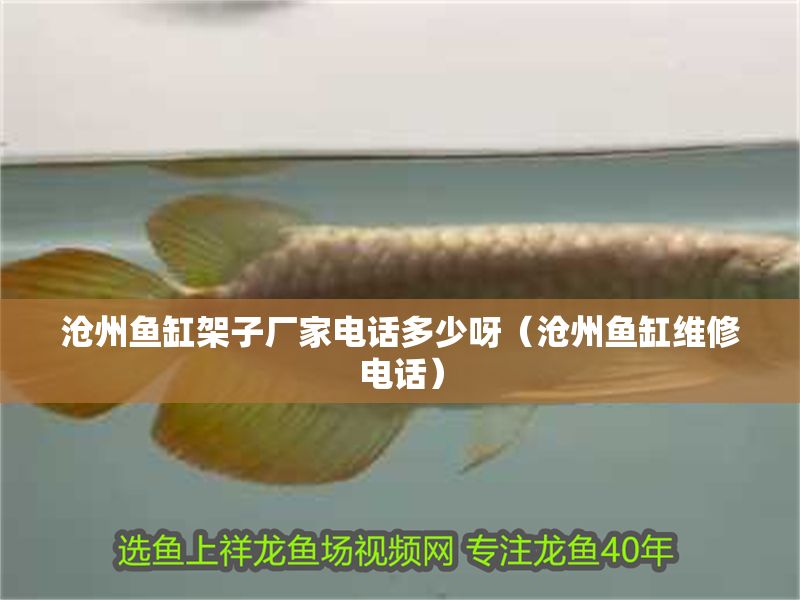 滄州魚缸架子廠家電話多少呀（滄州魚缸維修電話）
